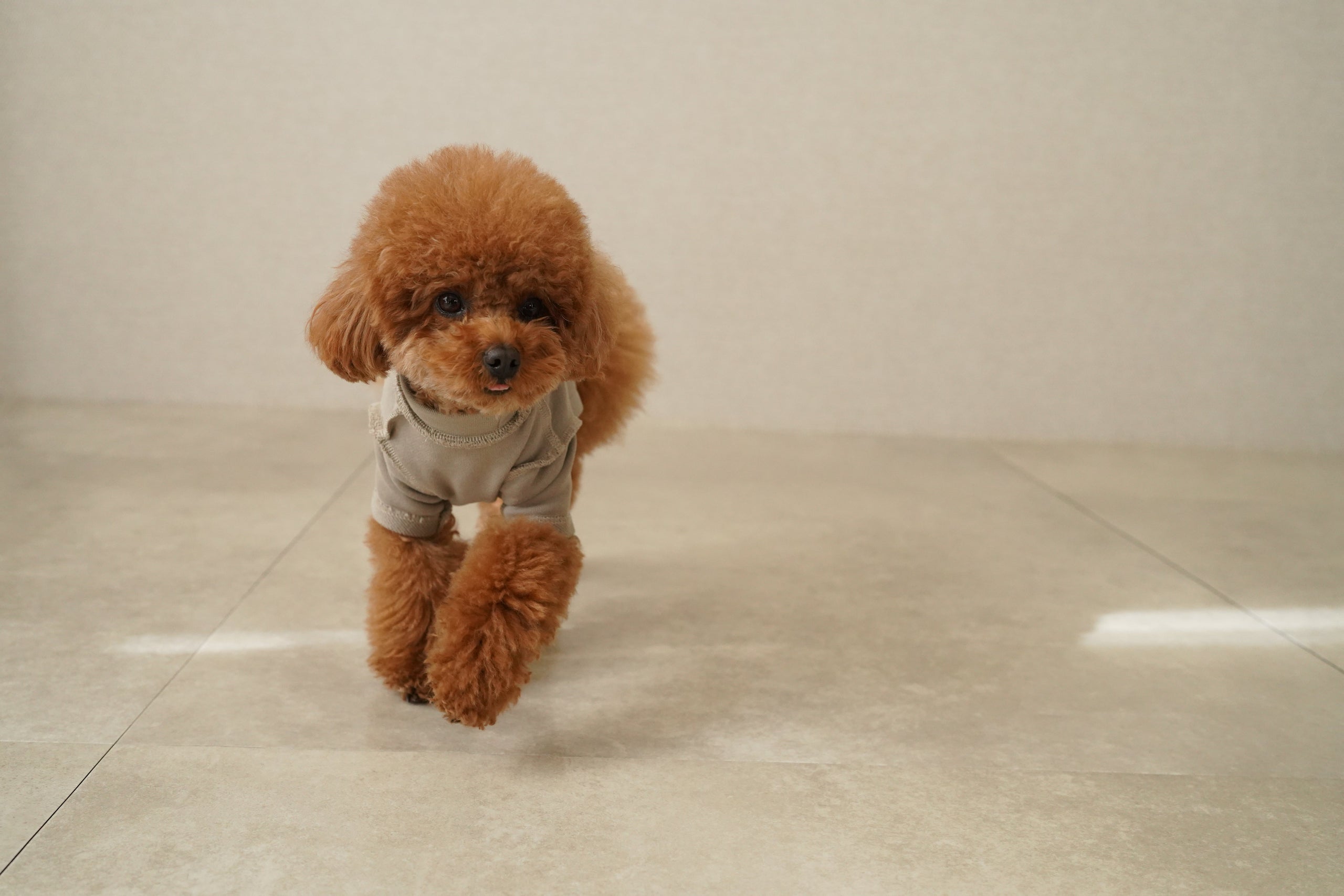 EDEROL The Debut Collection　　